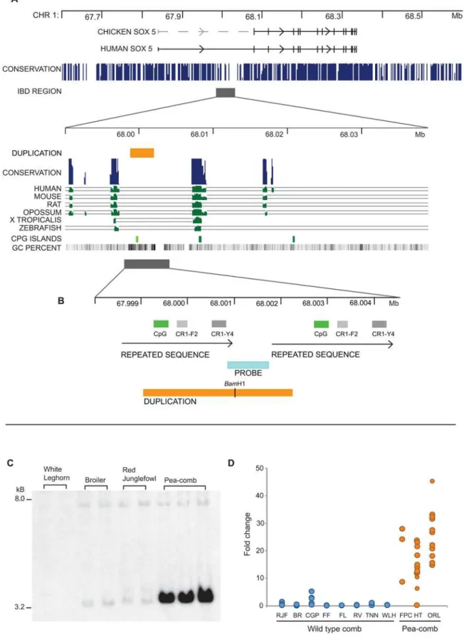 Figure 2. Identification of the Pea-comb mutation. (A) The region on chicken chromosome 1 harbouring SOX5 