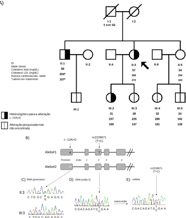 Figura III.2 1 – Estudo funcional do caso índex 29105 (II:3) com a alteração c.-13A&gt;G no gene  LDLR