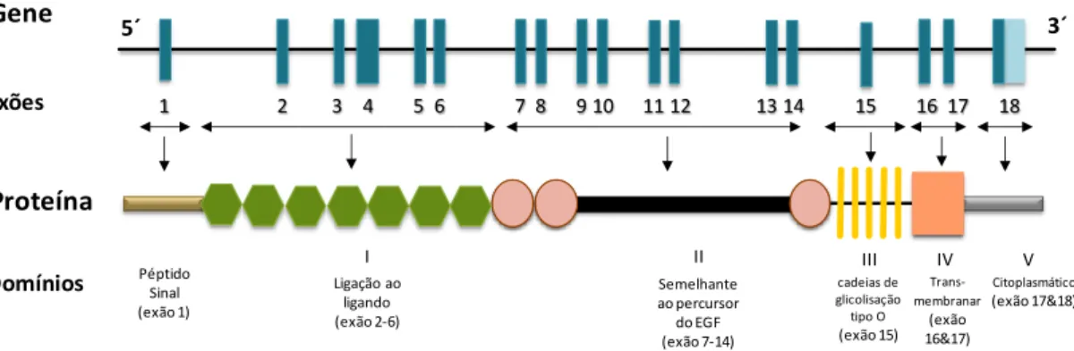Figura I.2 – Representação esquemática do gene e proteína do recetor das LDL. 