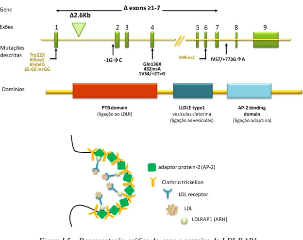 Figura I.5 – Representação gráfica do gene e proteína do LDLRAP1. 