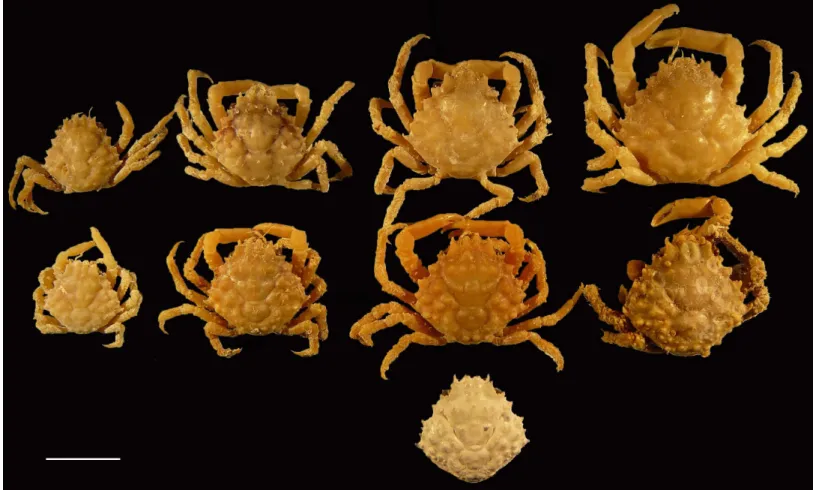 Figure 8 Dorsal views of modern specimens and a single fossil specimen of Damithrax spp., all from Florida, USA