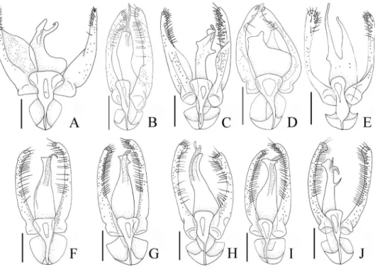 Figure 3. Aedeagi, dorsal view: A Pseudoexeirarthra spinifer (Broun) B P. colorata (Broun) C P