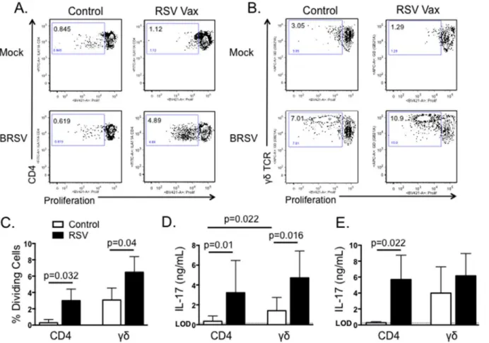 Fig 4. Both CD4 T cells and γδ T cells produce IL-17 in response to BRSV. PBMC were isolated from control or BRSV vaccinated cows and labeled with Cell Trace Violet