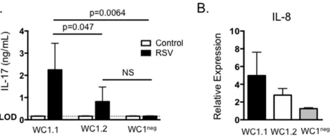 Fig 5. WC1.1 + γδ T cells produce IL-17 in response to BRSV. γδ T cells were purified from the peripheral blood of BRSV vaccinated or control animals by FACS based upon their expression of the γδ T cell receptor and either expression of WC1.1, WC1.2 or lac