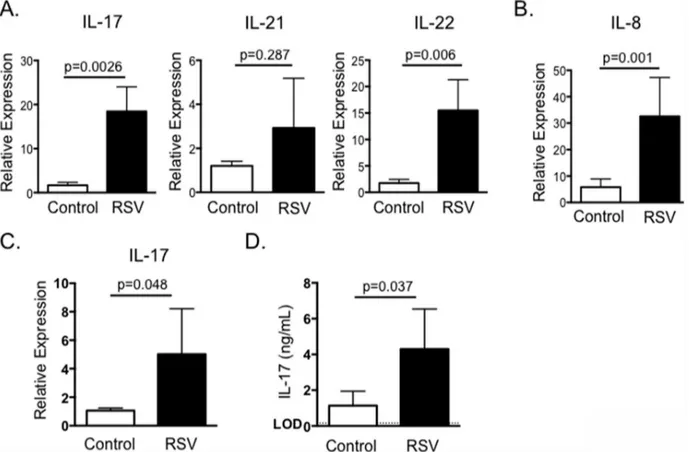 Fig 1. IL-17 and Th17 responses in the lungs and peripheral blood of calves infected with BRSV