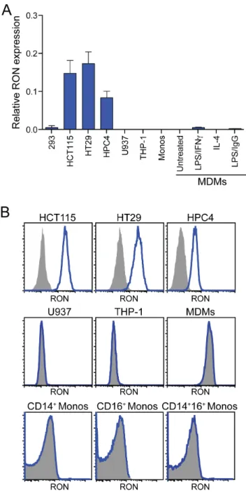 Figure 2. RON is preferentially expressed by human epithelial cells. (A) Quantitative RT-PCR survey of RON expression in human cell lines and primary cells