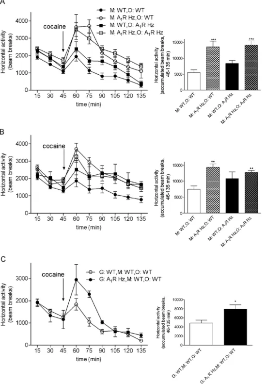 Figure 6. Effect of mother’s genotype on cocaine responce. A 1 R Hz mice are similar to mice exposed to perinatal caffeine in locomotor response to cocaine and this response seems to be dependent on mother’s genotype, not offspring’s (A,B)