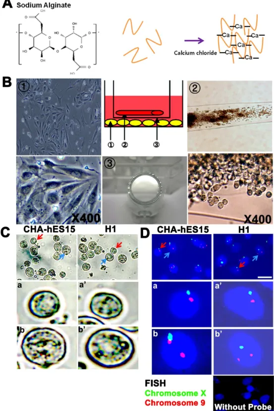 Figure 4. In vitro culture of GSC-like cells using a 3D-co-culture system and the potential for differentiation into germ cell lineagesI (A) Schematic of calcium-crosslinked alginate; Soluble alginate in saline was mixed with CaCl 2 solution
