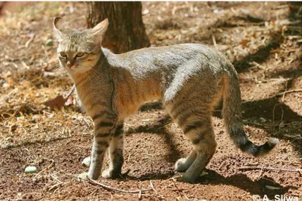 Figura 1.1.1 – Gato-selvagem africano (Felis silvestris lybica). Fonte: 