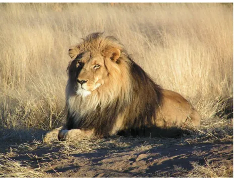 Figura 1.4 - Leão africano (Panthera leo). Fonte: Flickr: The King. 