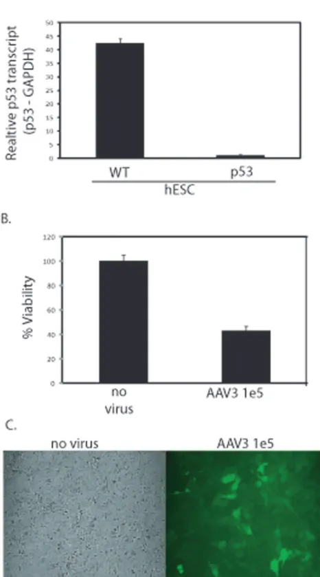 Figure 4. Recombinant AAV-Induced hESC Apoptosis is p53-Dependent. A polyclonal p53 deficient H9 hES cell line was constructed using lenti-viral transduction of a p53-specific shRNA cassette