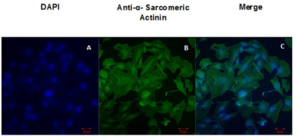 Figure 1. Characterization of H9C2 cells by Anti a – Sarcomeric actin. Panel A shows DAPI, Panel B shows -sarcomeric actinin and Panel C shows merged image of DAPI and a-sarcomeric actinin.