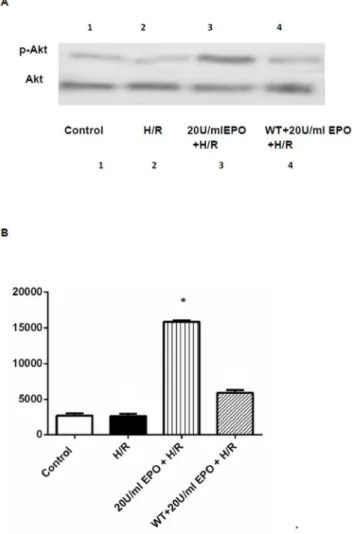 Figure 8. Western blot analysis demonstrating the effect of EPO on AKT. The effect of EPO on p-Akt was determined using Western blot