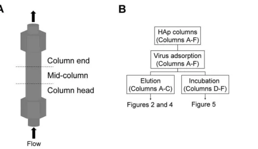 Figure 1. Illustration of experimental methods. A: The flow direction and the division of the hydroxyapatite (HAp) column into 3 parts