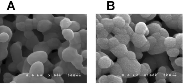 Table 1. The average number of dengue viruses that were observed in the SEM images.