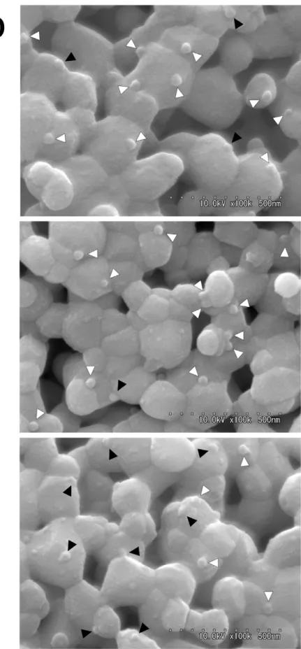 Figure 5. Observation of HAp surfaces that were incubated under 3 different conditions