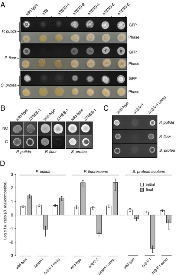 Figure 5. T6SS-1 is involved in cell contact-dependent interbacterial interactions. (A) Growth competition assays between the indicated GFP-labeled B