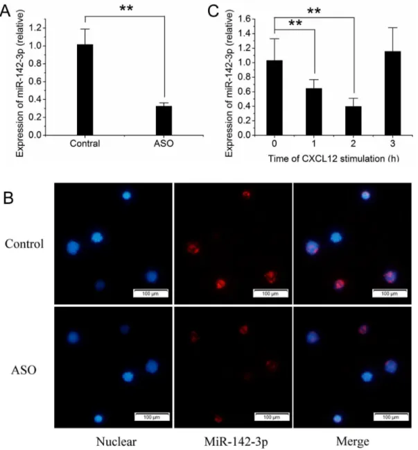 Figure 1. The expression of miR-142-3p in human CD4 + cells. (A) The expression of miR-142-3p in CD4 + cells from patients with ASO (n = 8) and from healthy donors (n = 8), detected by qRT-PCR