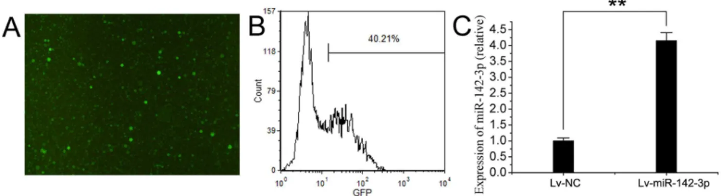 Figure 2. Up-regulation of miR-142-3p by lentivirus-mediated gene transfer. (A) Cells showing green fluorescent represented CD4 + T cells with successfully transfected lentivirus, detected by fluorescent microscopy