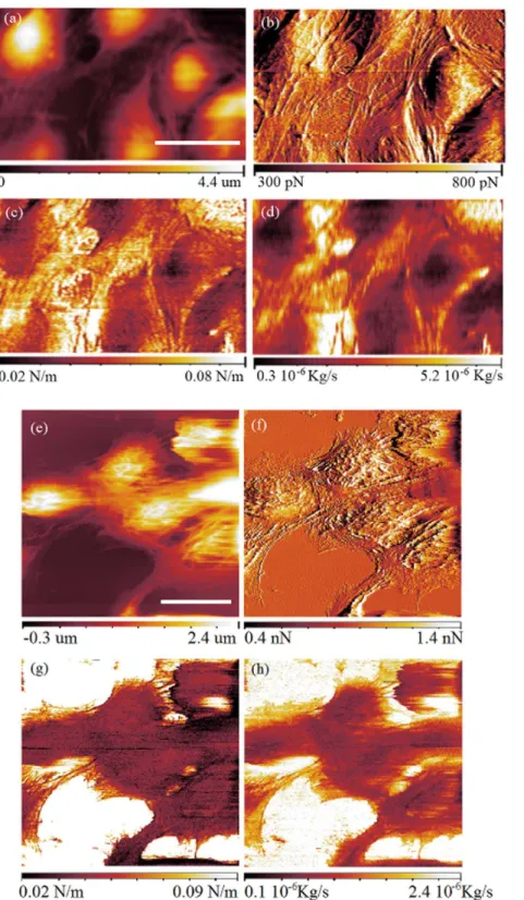 Figure 4. FFM images of PC12 living cells acquired at a constant force of 500 pN and 1 nN