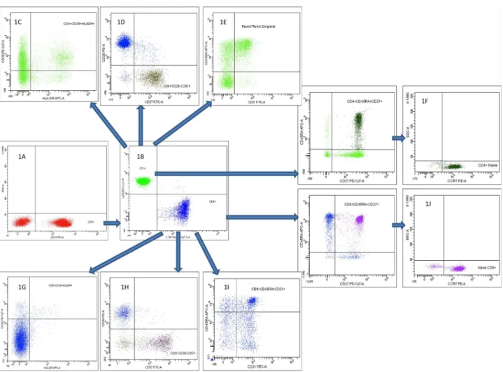 Figure 1. Flow cytometric gating strategy on CD4+ and CD8+ T cells and their subpopulations
