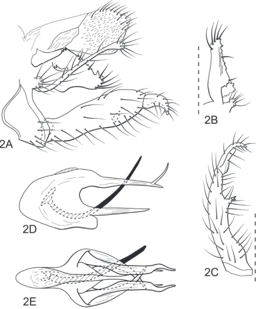 Figure 2. Atopsyche (Atopsyche) parauna sp. n. Male genitalia: A lateral B parapod and preanal append- append-age, dorsal C inferior appendappend-age, ventral D phallic apparatus, lateral e phallic apparatus, dorsal.