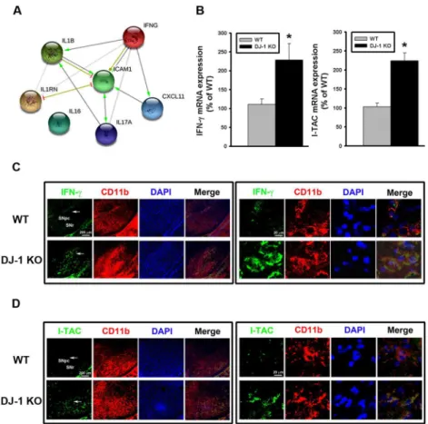 Fig 2. Up-regulation of IFN-γ and I-TAC in DJ-1 KO mice. (A) IFN-γ-regulated biological network predicted from the bioinformatics tool STRING