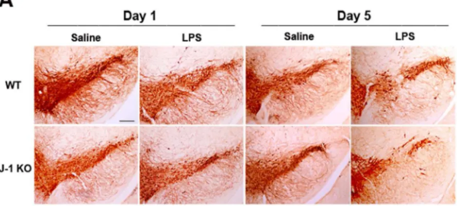 Fig 3. LPS-induced death of dopaminergic neurons is enhanced by local LPS administration in DJ-1 KO mice