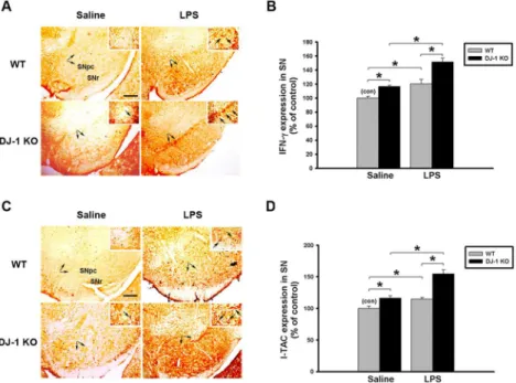 Fig 5. LPS-induced up-regulation of IFN-γ and I-TAC is enhanced in DJ-1 knockout mice
