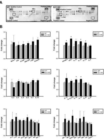 Fig 1. Increase of cytokines/chemokines expression in the substantia nigra of DJ-1 KO mice