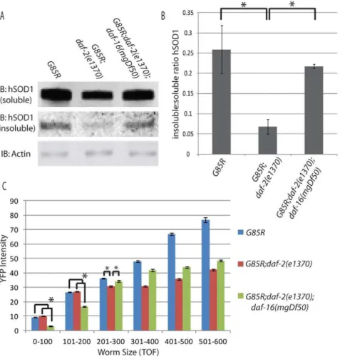 Figure 3. A) Representative western blot from three experiments looking at soluble vs insoluble SOD1 B) Quantification of SOD1 insoluble : soluble ratio C) COPAS data showing average YFP intensity for bins of various worm TOF.
