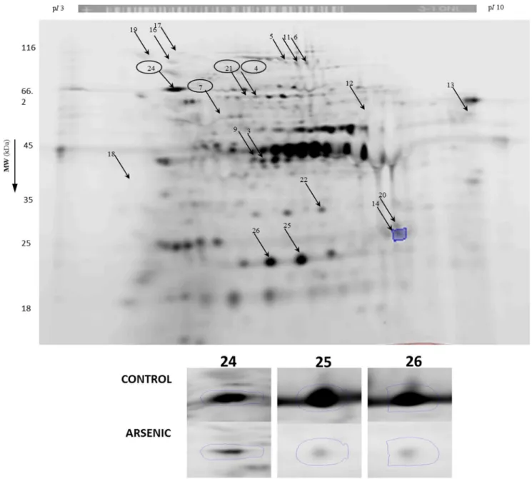 Figure 6. 2DE analysis of proteins from T. asahii labeled with IAF at protein thiols. Prior to 2DE, protein thiols were labeled with IAF