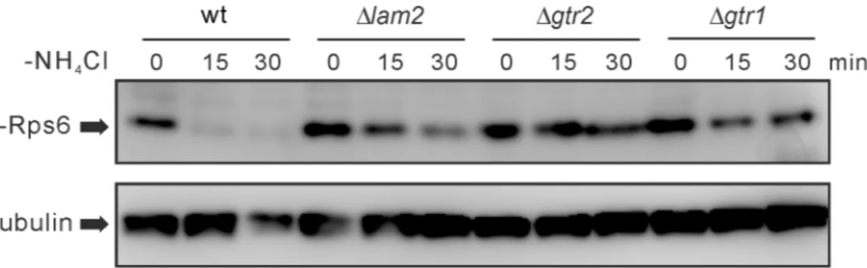 Fig 5. Nitrogen depletion-induced dephosphorylation of Rps6 is inhibited in Δ lam2 cells, Δ gtr1 cells and Δ gtr2 cells