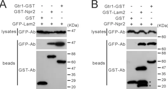 Fig 9. Lam2 physically interacts with Npr2 and Gtr1. (A) GST-Npr2 and Gtr1-GST were co-precipitated with GFP-Lam2