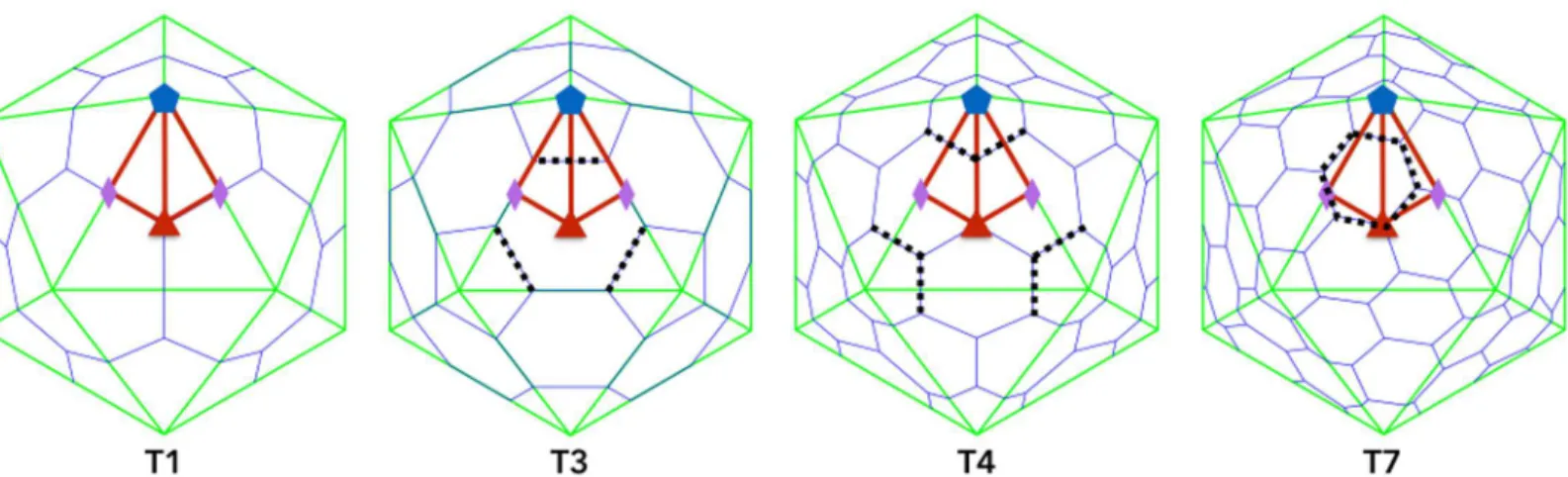 Fig 1. Triangulation numbers and Constraints. The standard Triangulation number architecture for spherical capsids ranging from T1 to T7 capsids