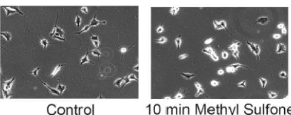 Fig 4. Effect of methyl sulfone on microtubules and tubulin. (A) M3 melanoma cells were incubated in the presence and absence of methyl sulfone