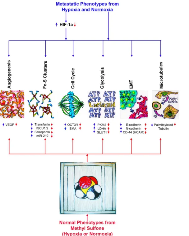 Fig 6. A model for cellular functions of metastatic cancer cells that are altered by methyl sulfone