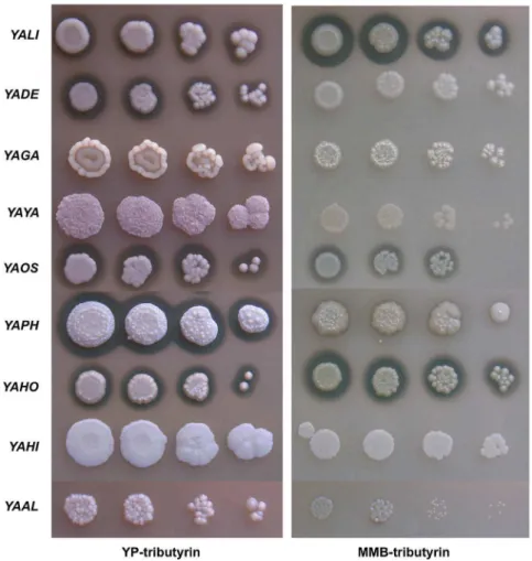 Figure 3. Drop tests on YP- and MMB-tributyrin media after 5 days of culture. Four spots are shown, with approximately 5 to 625 cells, from right to left