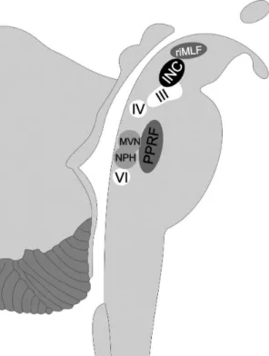 Table S1 Quantitative data on right and left eyeball position in a 34 + 4 GW old fetus, measured on sequential frames of the coronal dynamic SSFP sequence shown in Figure 2a.