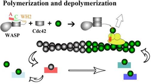 Figure 1. Regulatory functions of ABPs. Auto-inhibited WASP is activated by binding Cdc42, and can then work with the Arp2/3 complex to nucleate new actin filaments (direction indicated by a dashed block arrow)