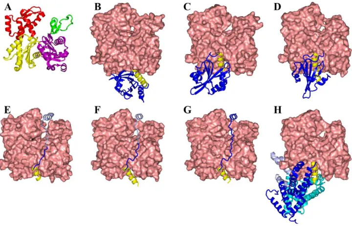 Figure 2. Structures of seven ABPs complexed with G-actin. (A) G-actin, with subdomains shown in magenta, green, yellow, and red, respectively