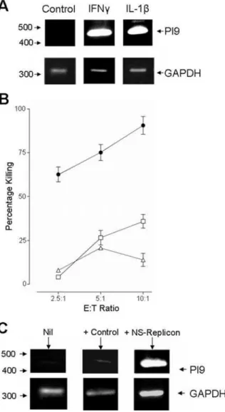 Figure 9. Expression of PI-9 in liver tissue from patients with chronic hepatitis C. Liver specimens obtained from diagnostic biopsy were stained for PI-9 expression as described in the methods
