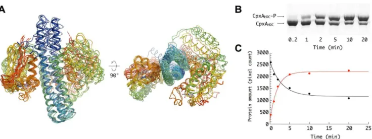 Figure 3. Autophosphorylating Michaelis complex. (A) Close view of the active site showing the residues directly involved in catalysis, as revealed by the hexagonal crystal structure of the CpxA HDC_M228V –AMPPNP complex (a very similar active site archite