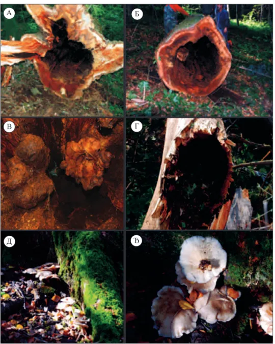Figure 2.   А­Б­В ­ heartwood decay and cavity at the cross sections of the stump and the butt log,  Г ­ heartwood decay and cavity in a fork at the height of 20 m, Д­Ђ ­ fructiications  (mushrooms) of the fungus Pleurotus cornucopiae around the elm tree