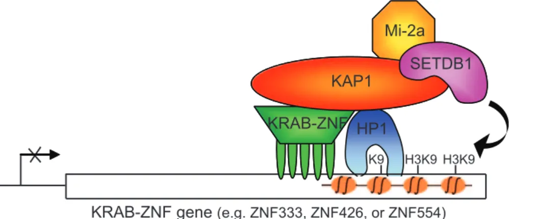 Figure 9. Autoregulation Model for KRAB-ZNFs