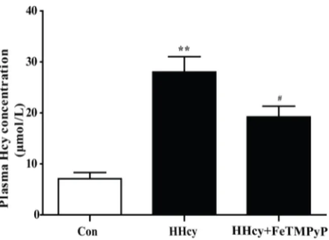 Fig 1. Assay of plasma homocysteine level. The plasma homocysteine level of rats was significantly increased after they were fed with 2.5% methionine diet for 16 weeks