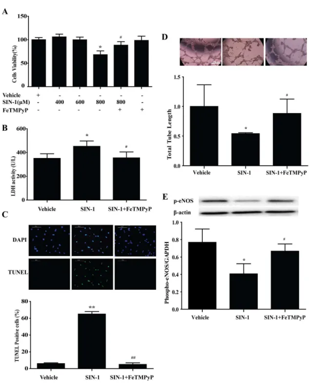 Fig 6. Peroxynitrite donor SIN-1 induced EPCs injury in vitro , and anti-peroxynitrite pretreatment prevented the adverse effect of SIN-1