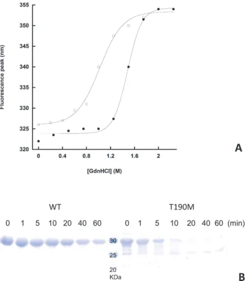 Fig 7. Relative stabilities of WT and T190M. A. Equilibrium unfolding curves of WT and T190M