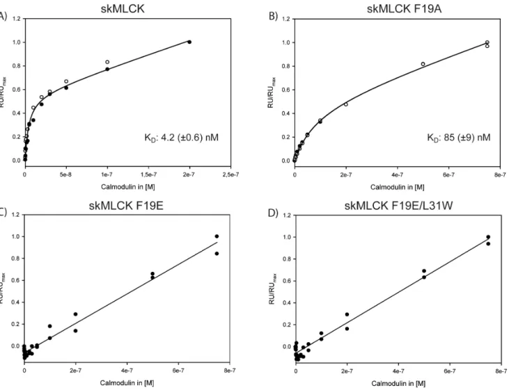 Figure 6. SPR analysis of CaM binding to skMLCK peptides. The CaM-dependent steady-state response is shown for (A) skMLCK peptide, (B) skMLCK F19A, (C) skMLCK F19E, and (D) skMLCK F19E/L31W