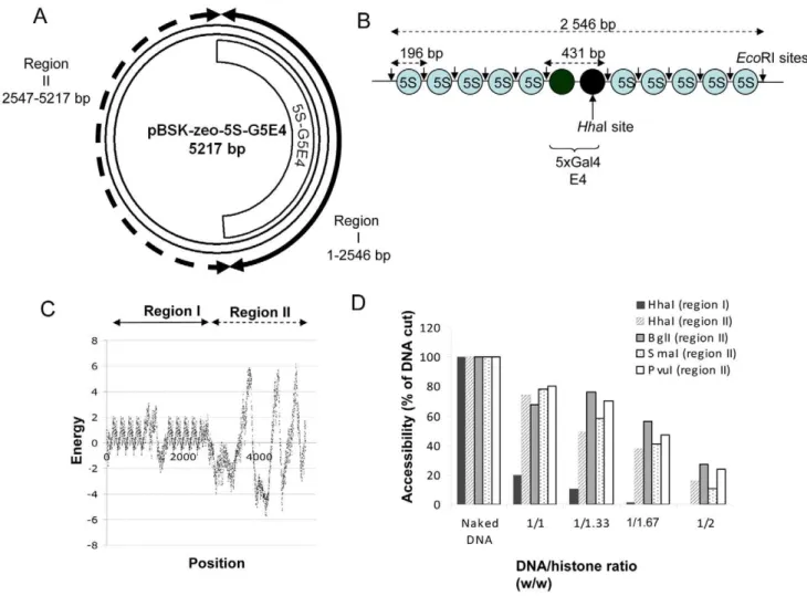 Figure 1. Structure of the pBSK-zeo-5S-G5E4 chromatinized acceptor DNA. The pBSK-zeo-5S-G5E4 vector (A) contains the previously described 5S-G5E4 phasing region (B) and an outer region without phasing sequence (pBSK-zeo backbone) containing the Sh ble gene